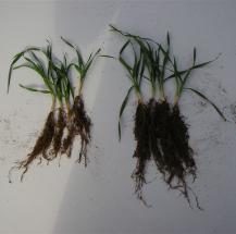 BSN seed priming vs Control in wheat 