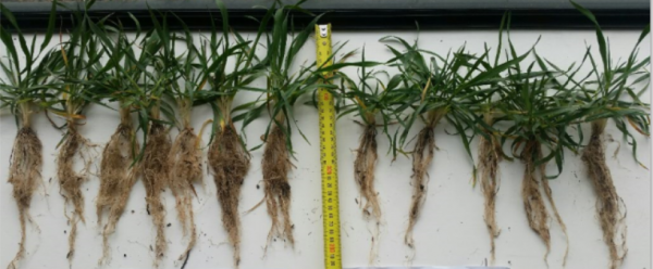 Timaru Wheat 4L per Ha Plasma Fusion Foliar.