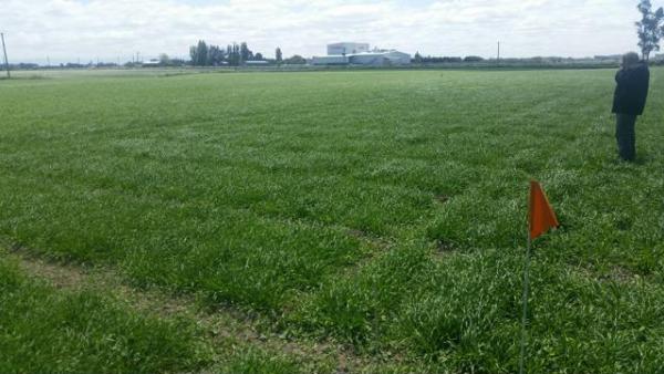 Arable NZ RLF Barley trial 640x480