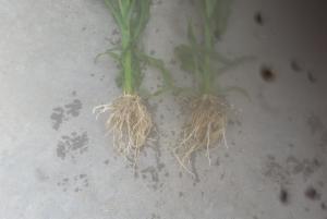 BSN NZ Maize Dec. 2014. BSN on right much more fine roots greater root bulk length and feeder roots not evident on untreated maize plant.