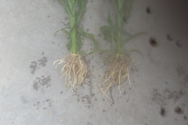 BSN NZ Maize Dec. 2014. BSN on right much more fine roots greater root bulk length and feeder roots not evident on untreated maize plant.